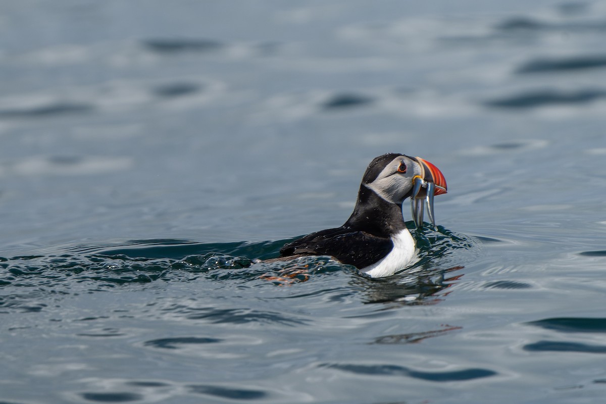 Atlantic Puffin - Carsten Stiller