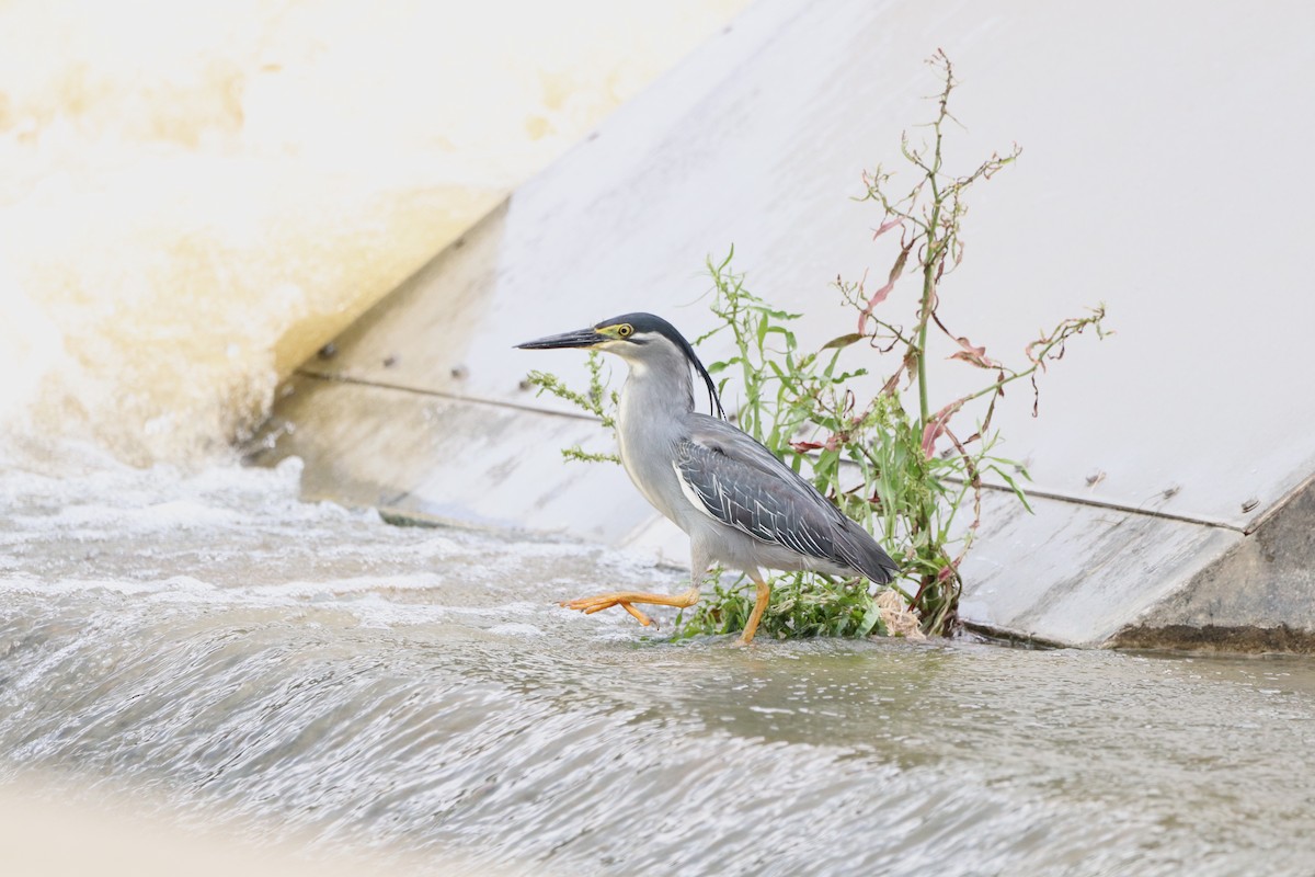 Striated Heron - ML620736163