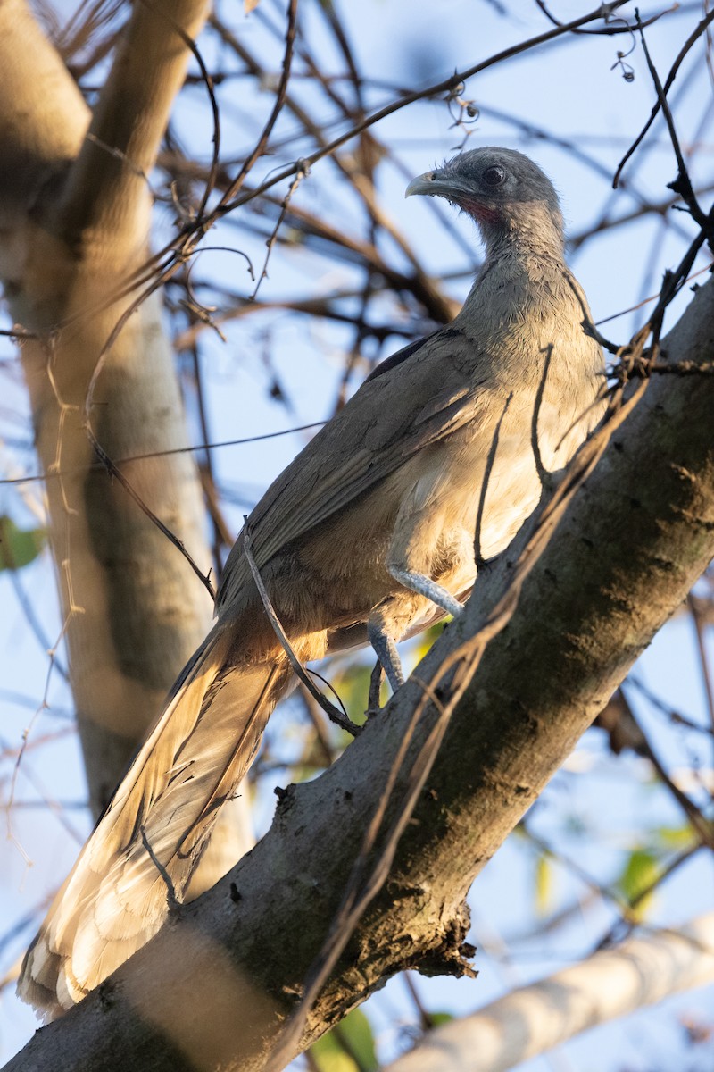 Chachalaca Norteña - ML620736165