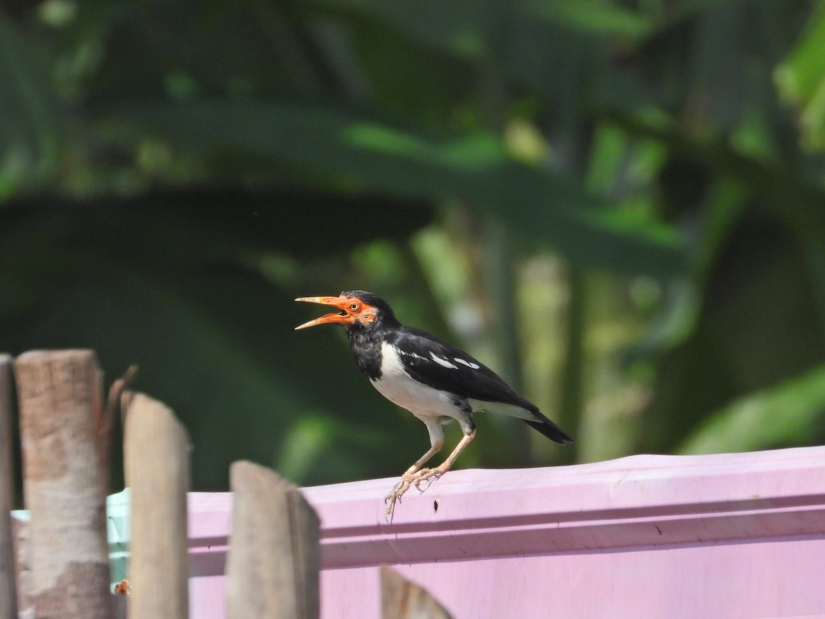 Siamese Pied Starling - ML620736168