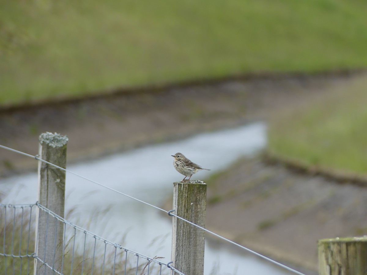 Meadow Pipit - ML620736169