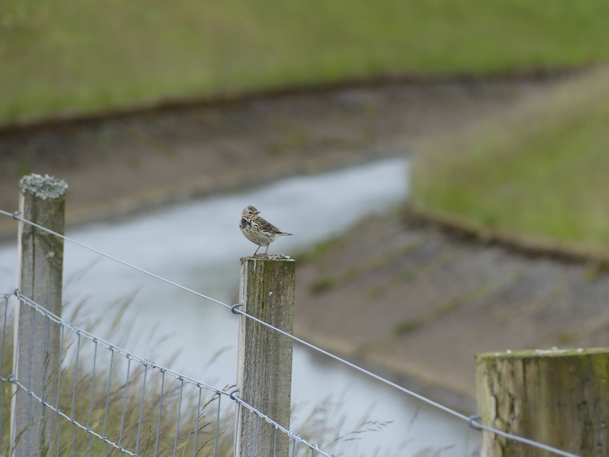 Meadow Pipit - ML620736170