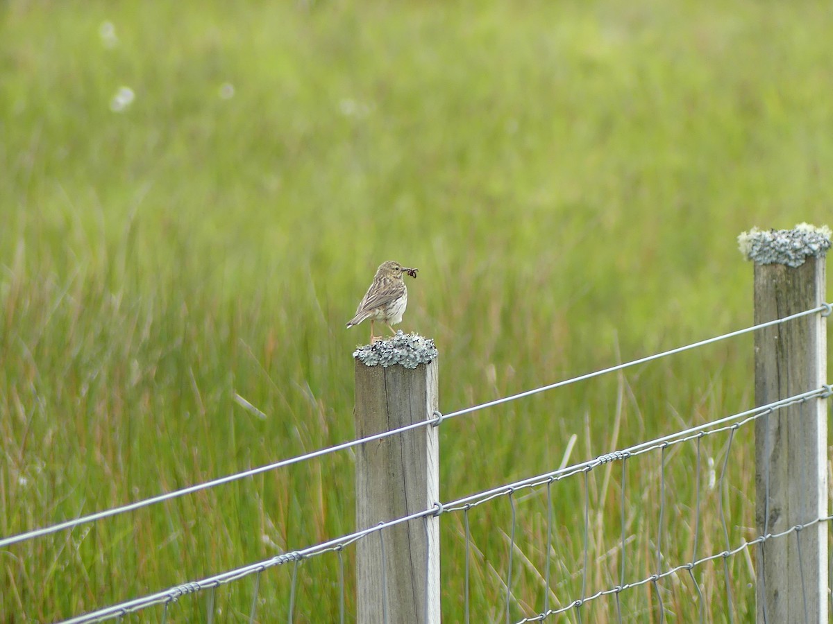 Meadow Pipit - ML620736171