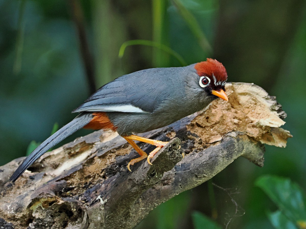 Chestnut-capped Laughingthrush - ML620736173