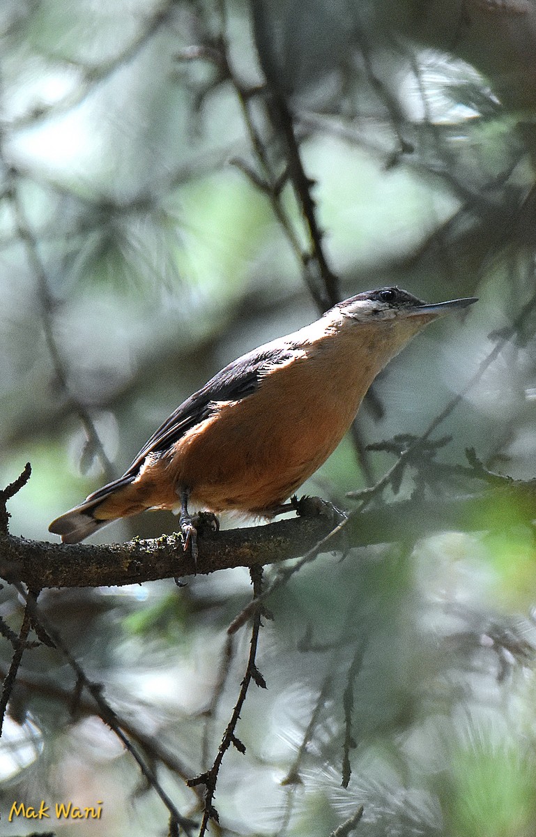 Kashmir Nuthatch - ML620736174