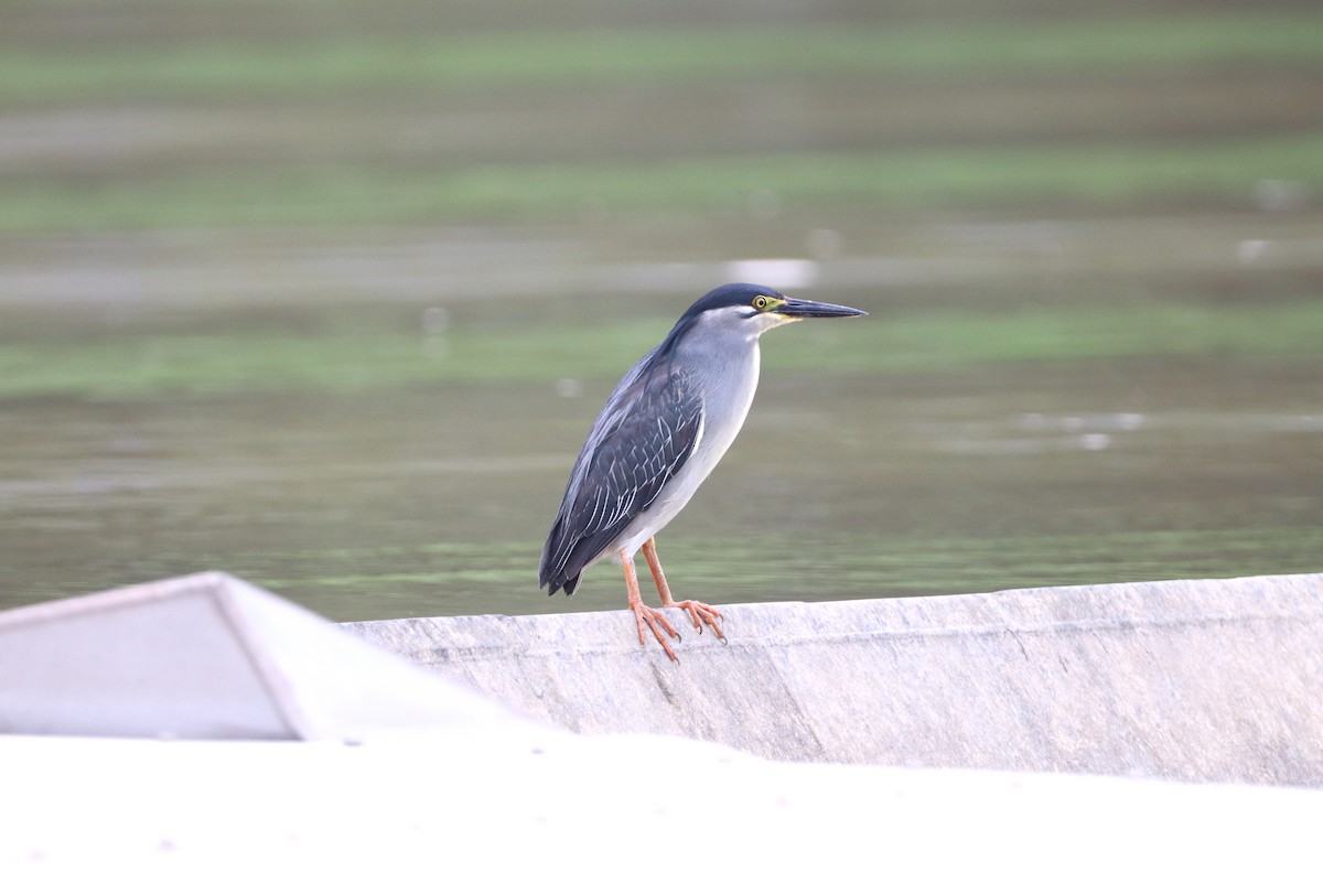 Striated Heron - ML620736176