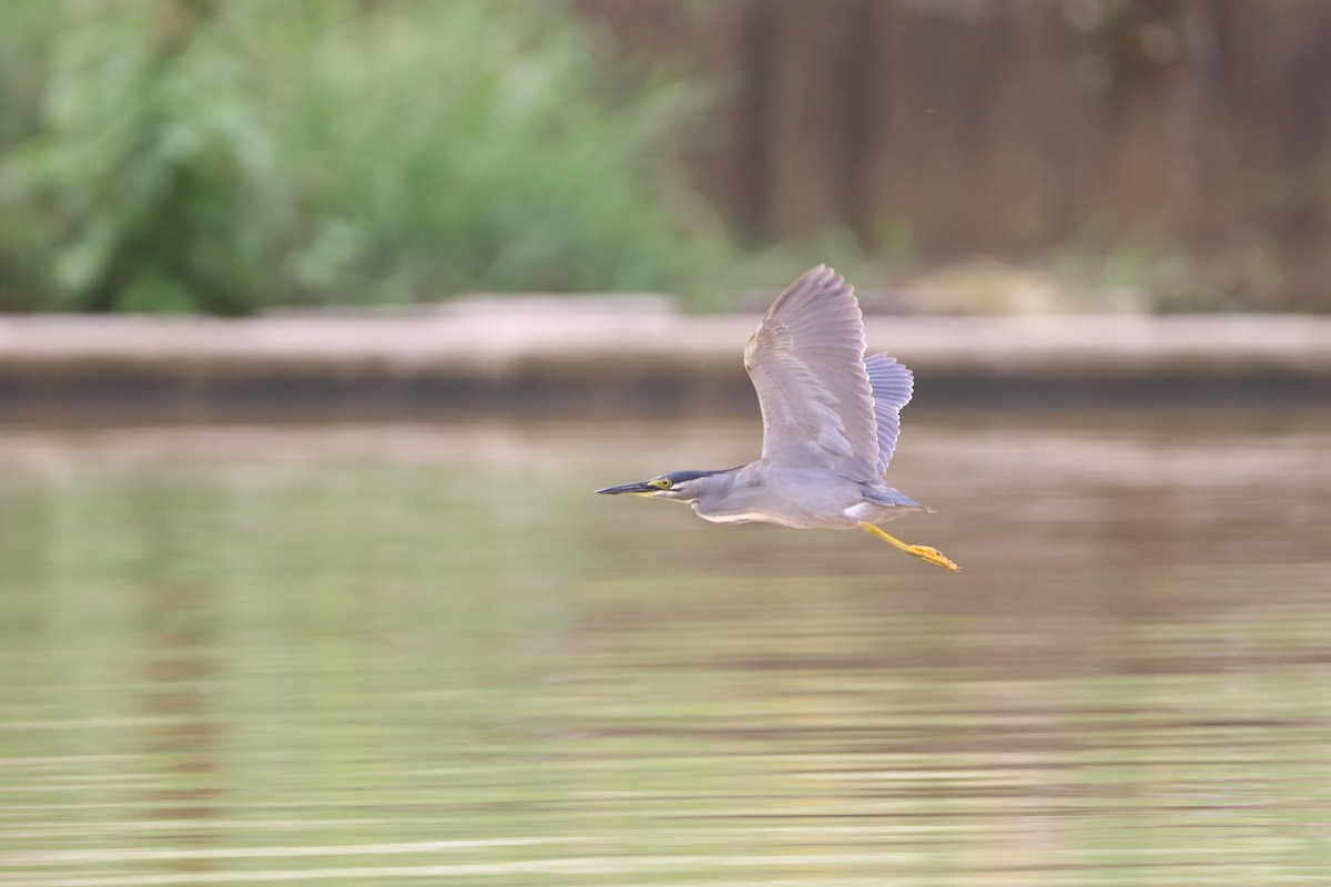 Striated Heron - ML620736177