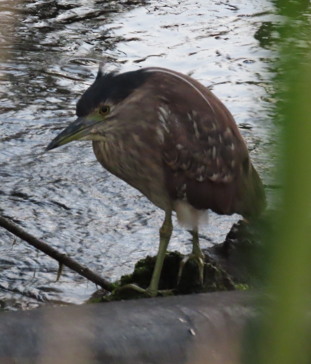 Nankeen Night Heron - ML620736179