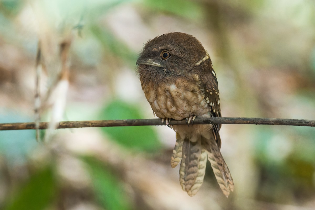 Gould's Frogmouth - Wich’yanan Limparungpatthanakij