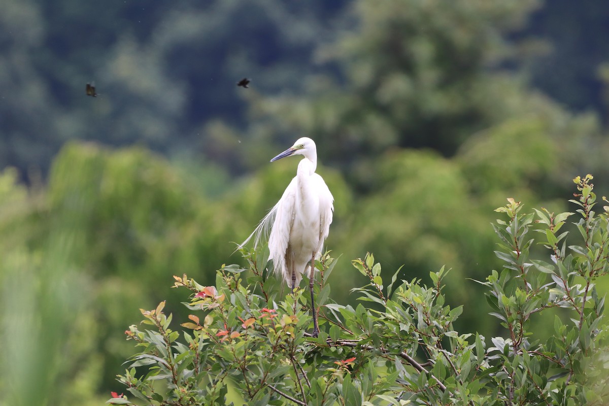 Great Egret - ML620736181