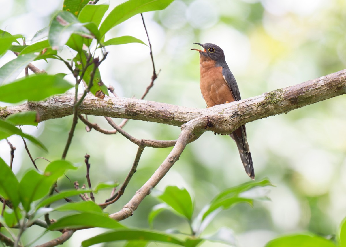 Chestnut-breasted Cuckoo - ML620736184