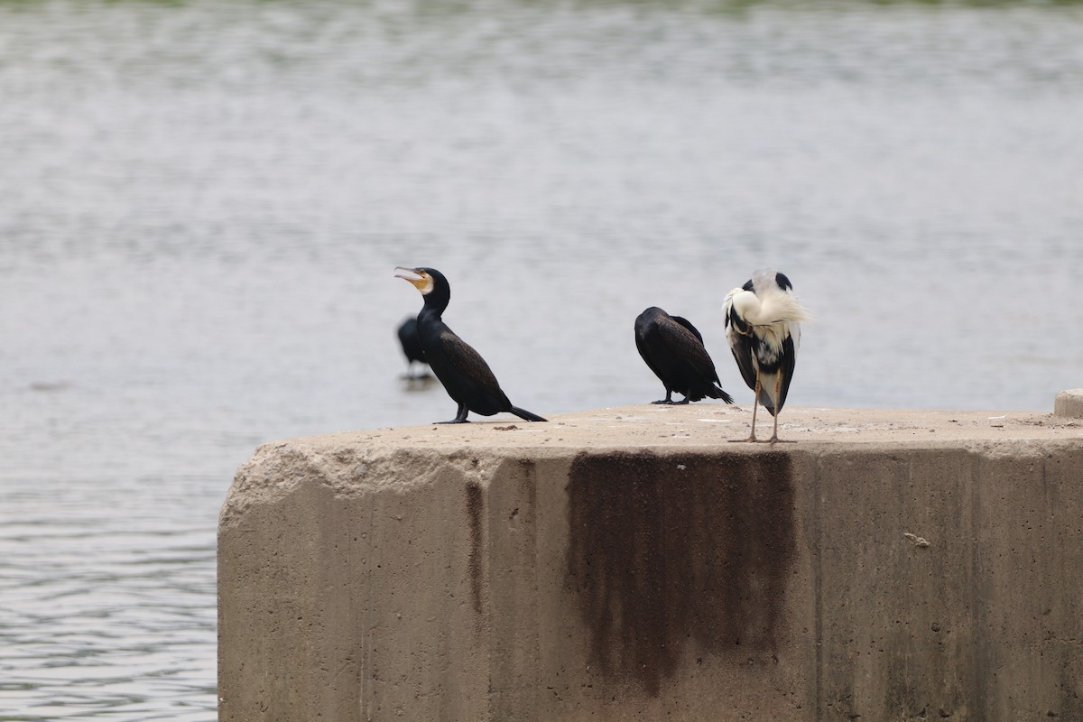 Great Cormorant (Eurasian) - ML620736185