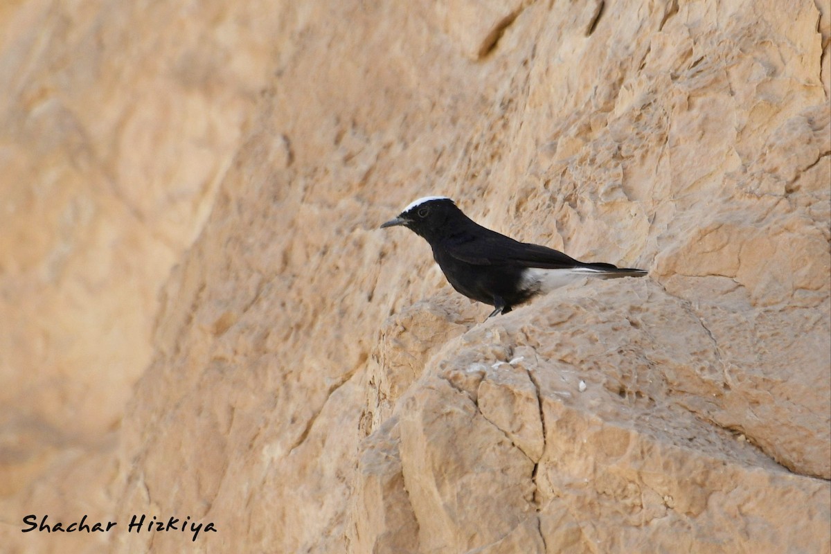 White-crowned Wheatear - ML620736191