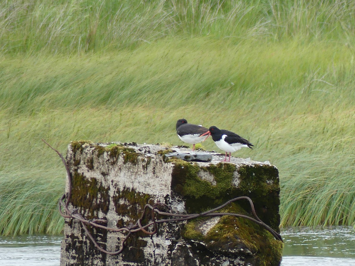 Eurasian Oystercatcher - ML620736192