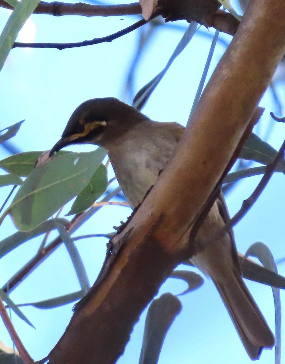 Yellow-faced Honeyeater - ML620736193