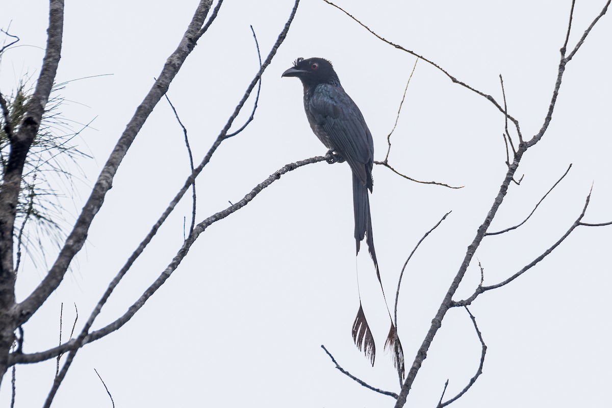 Greater Racket-tailed Drongo - ML620736194