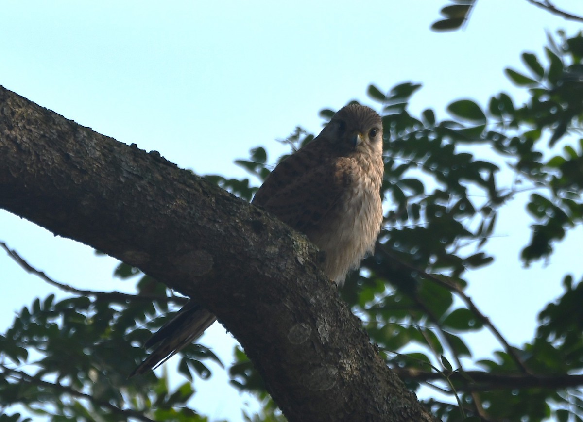 Lesser/Eurasian Kestrel - ML620736198