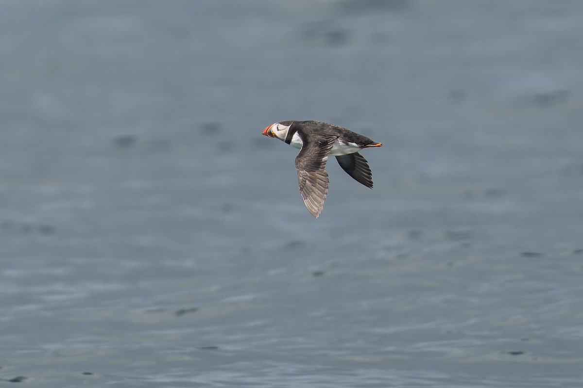 Atlantic Puffin - ML620736199