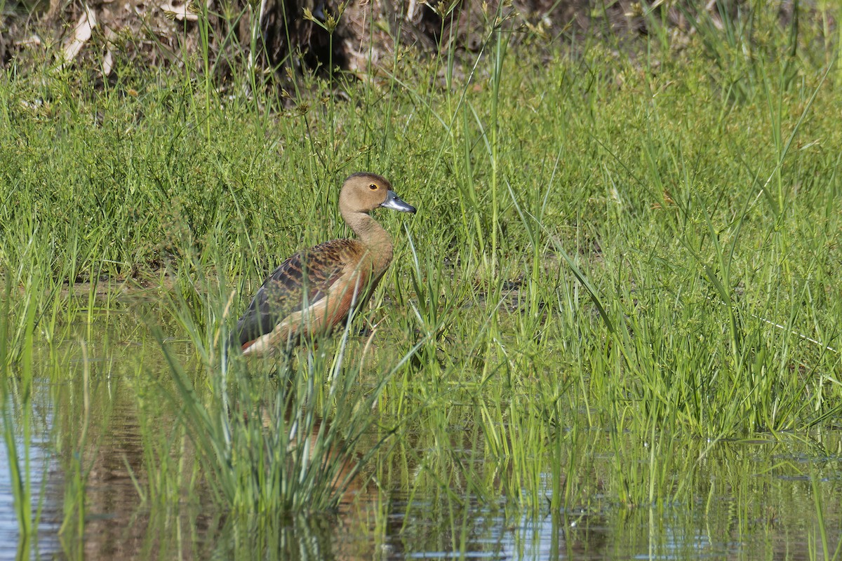 Lesser Whistling-Duck - Wich’yanan Limparungpatthanakij