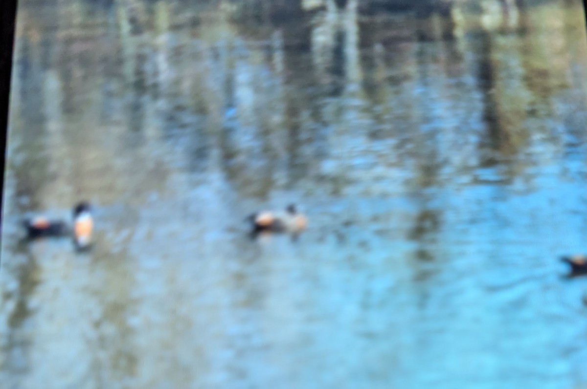 Australian Shelduck - ML620736205