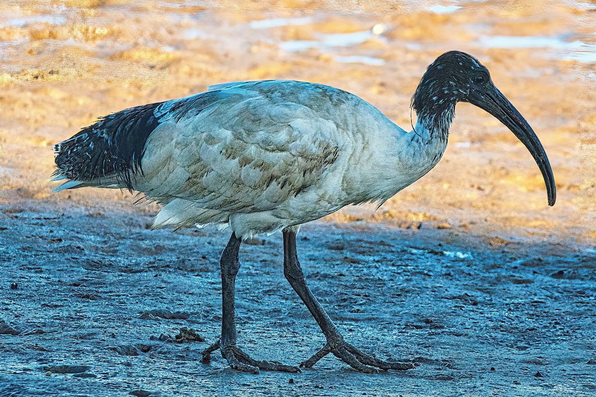 ibis australský - ML620736209