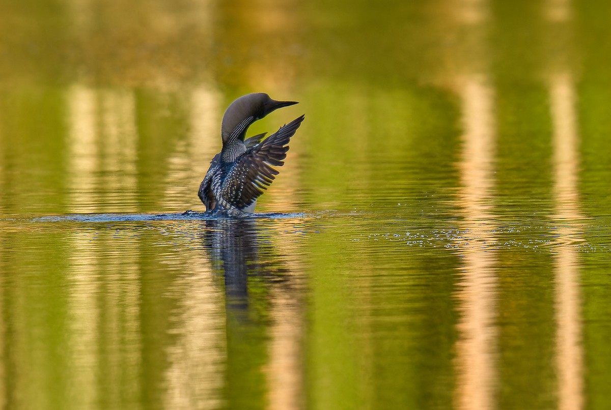 Arctic Loon - ML620736212