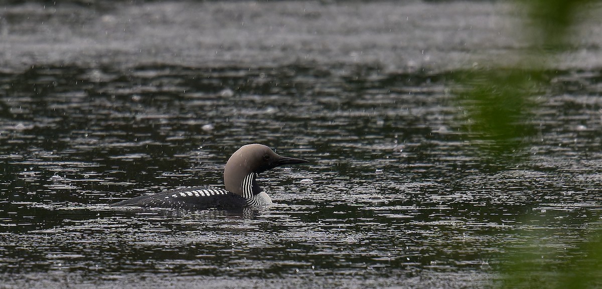 Arctic Loon - ML620736213