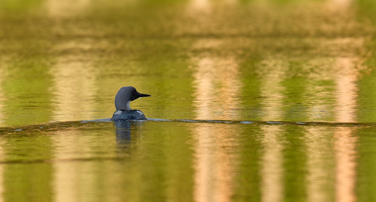 Arctic Loon - ML620736216