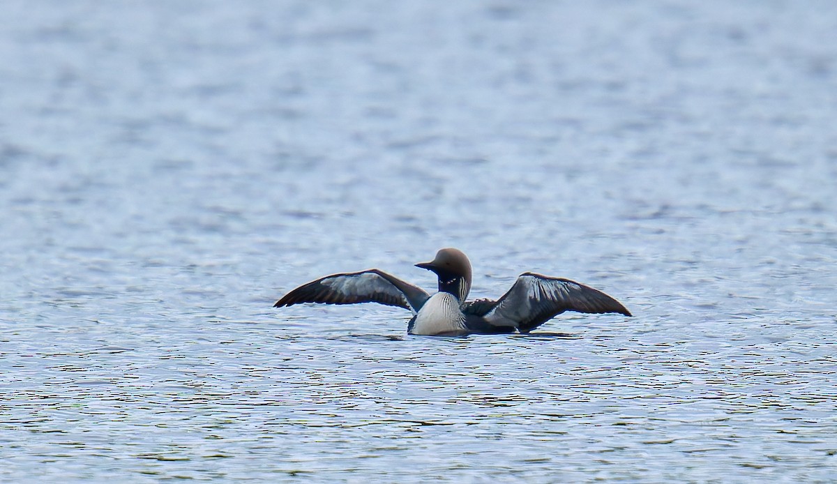 Arctic Loon - ML620736217