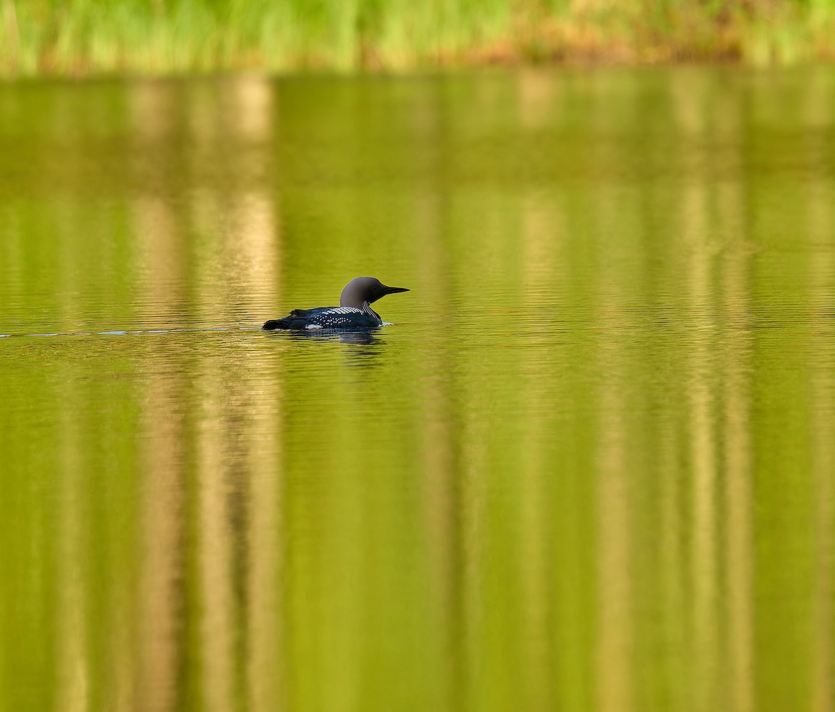 Arctic Loon - ML620736218