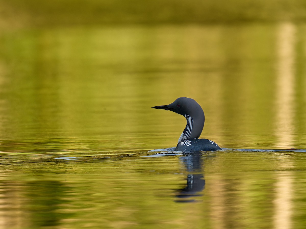 Arctic Loon - ML620736219