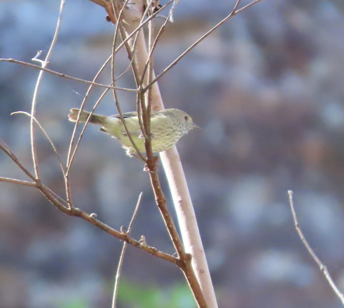 Brown Thornbill - ML620736221