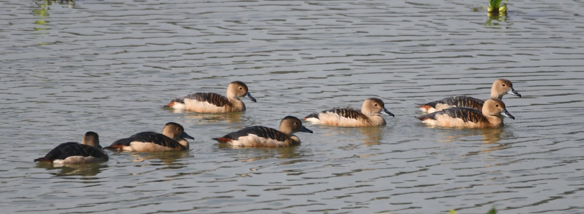 Lesser Whistling-Duck - ML620736223