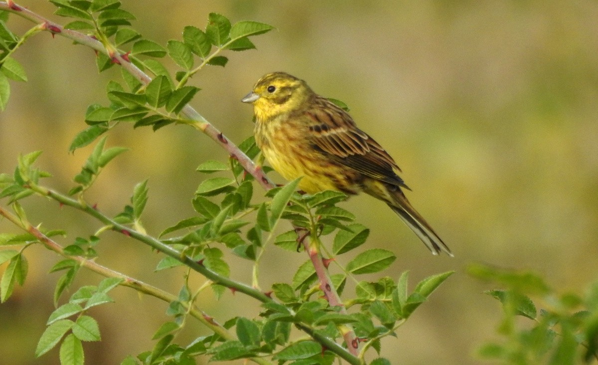 Yellowhammer - ML620736224