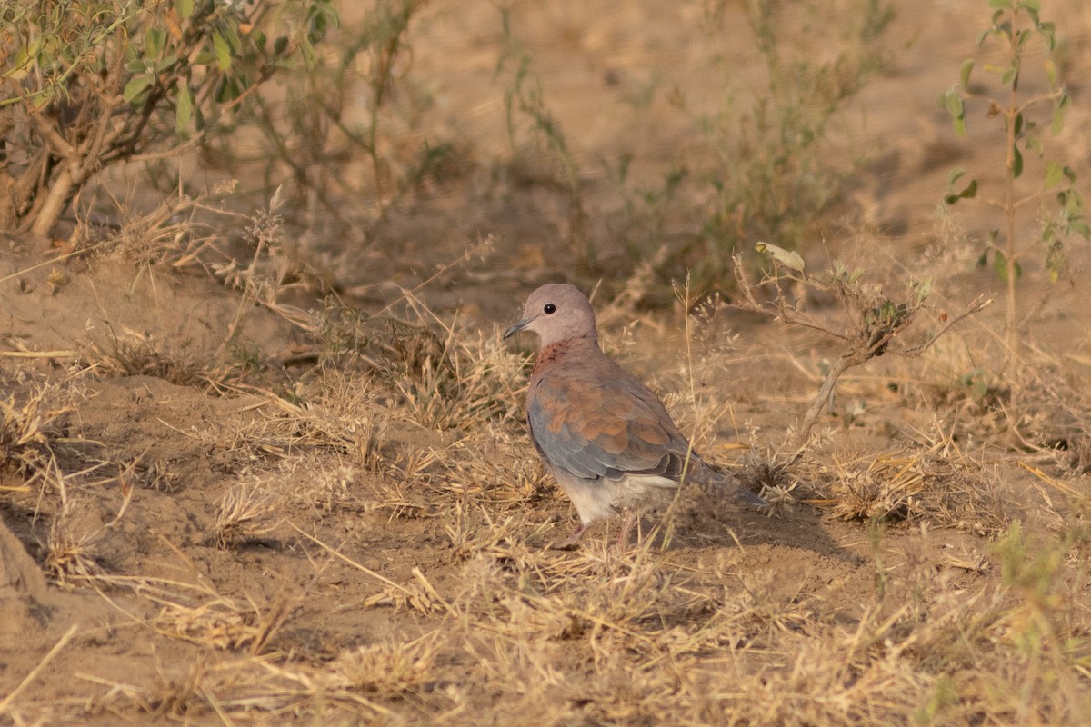 Laughing Dove - ML620736229