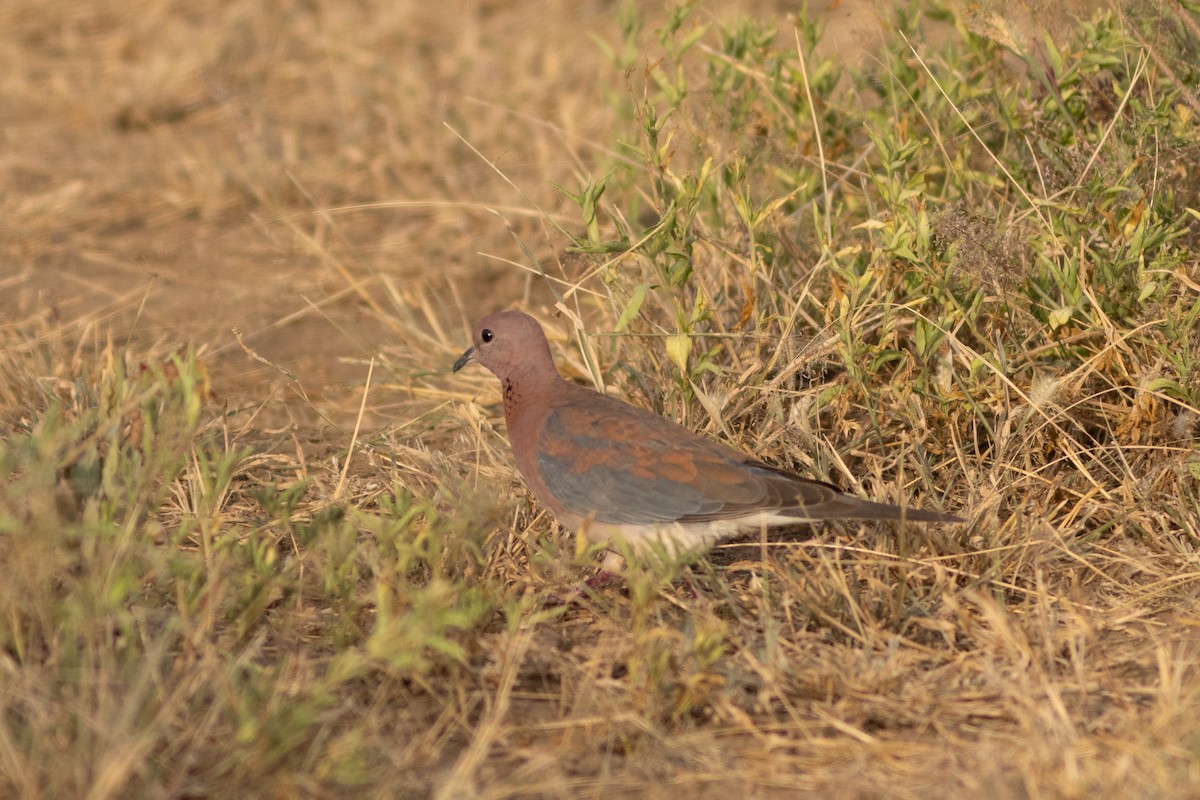 Tórtola Senegalesa - ML620736230