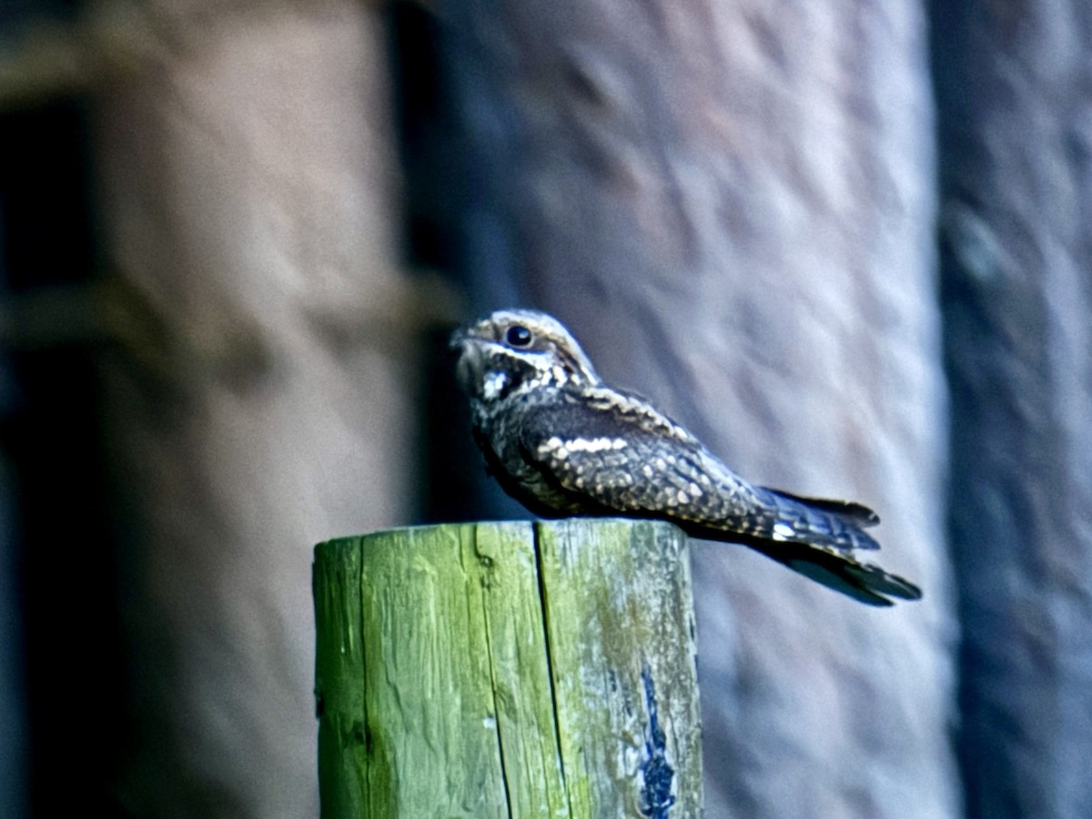 Eurasian Nightjar - ML620736232