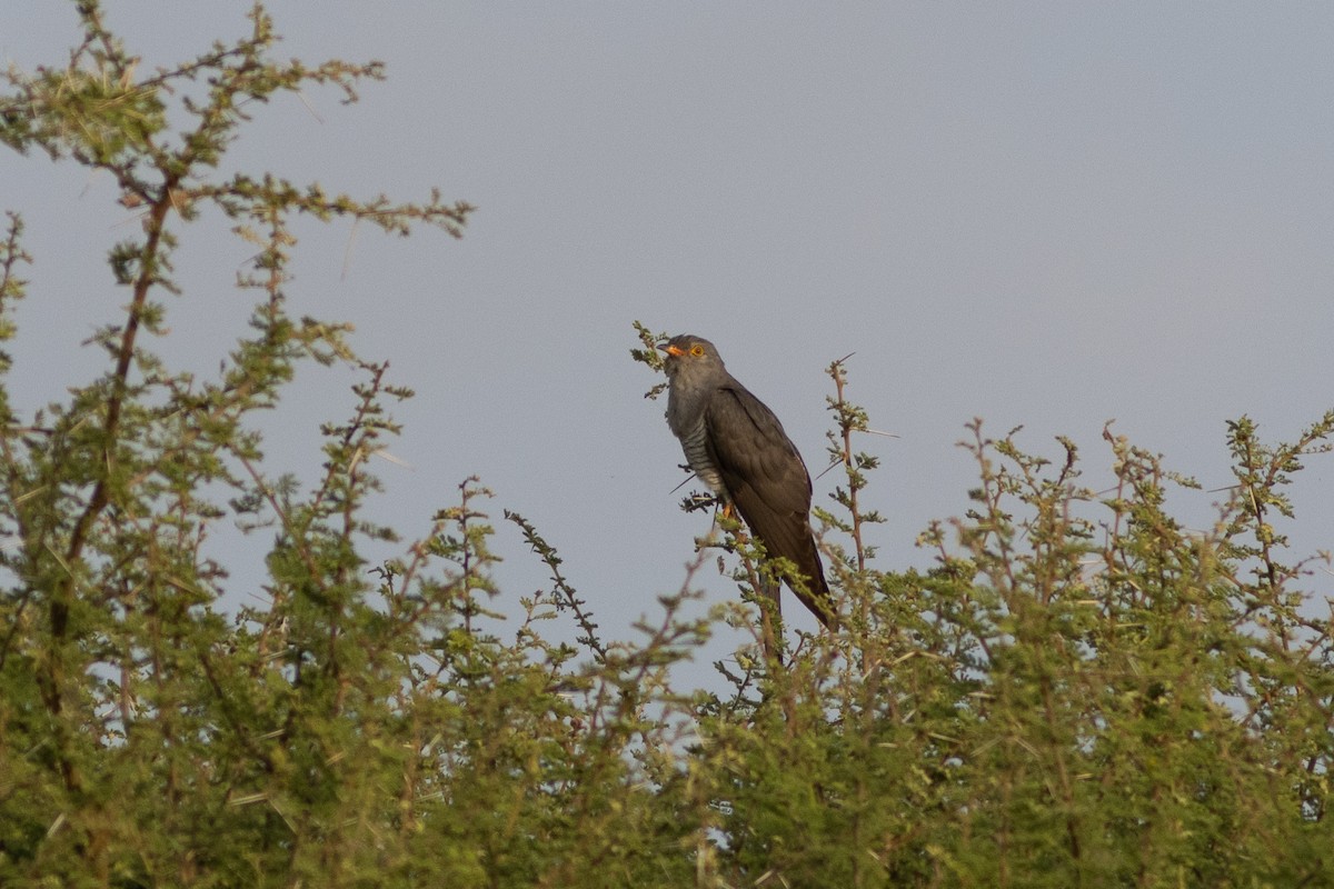 African Cuckoo - ML620736235