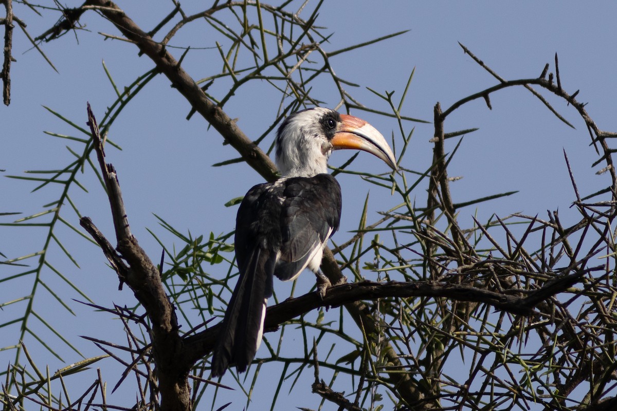 Von der Decken's Hornbill - ML620736238