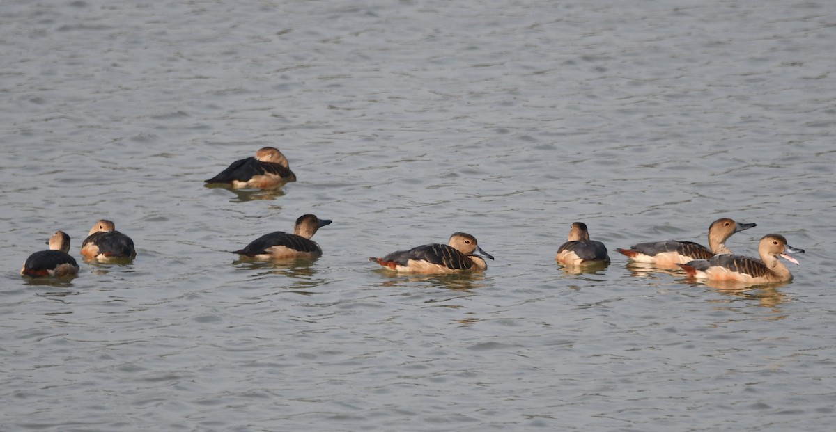 Lesser Whistling-Duck - ML620736240