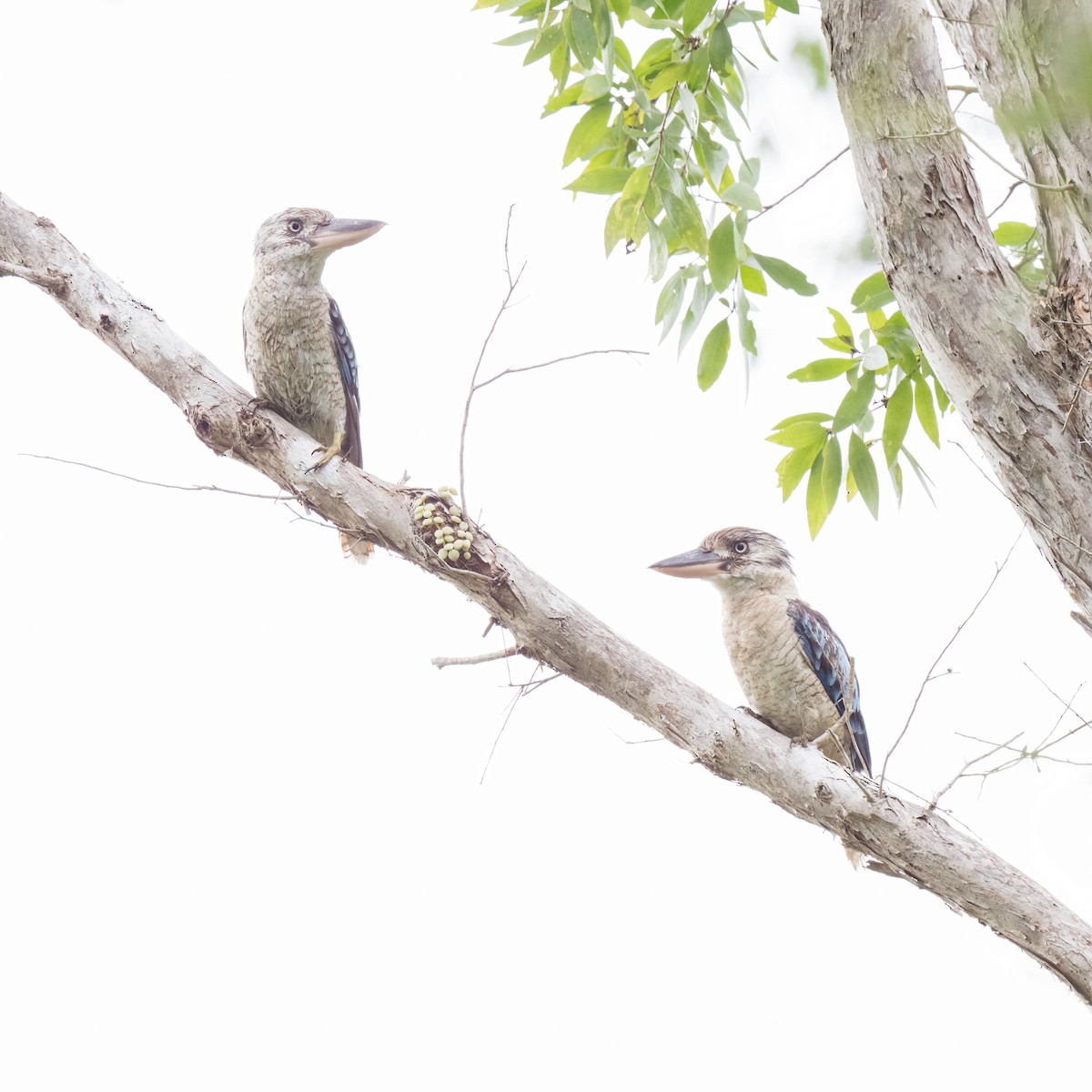 Blue-winged Kookaburra - ML620736241