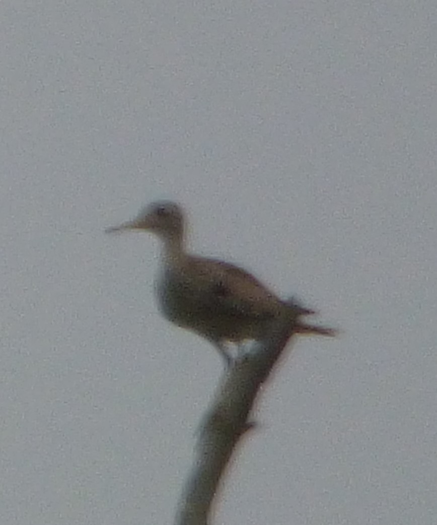 Upland Sandpiper - ML620736242