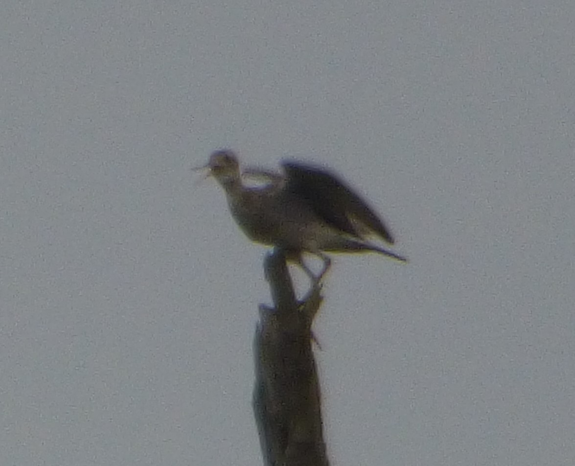 Upland Sandpiper - ML620736244