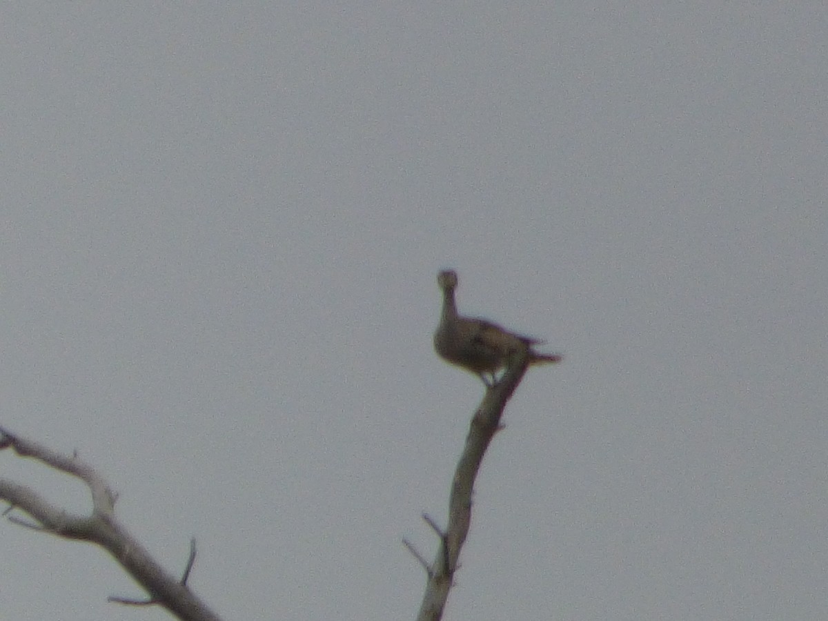 Upland Sandpiper - Hazem Alkhan