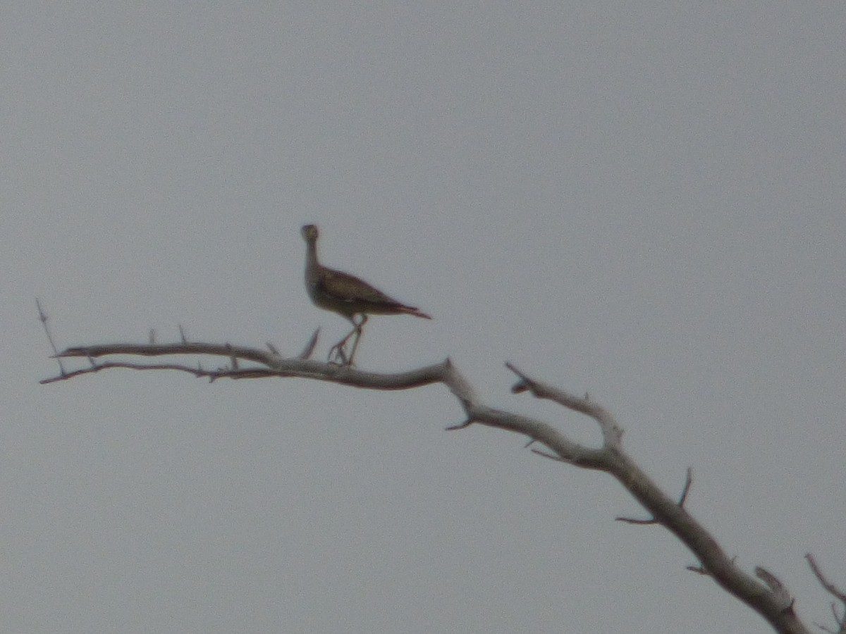 Upland Sandpiper - ML620736246