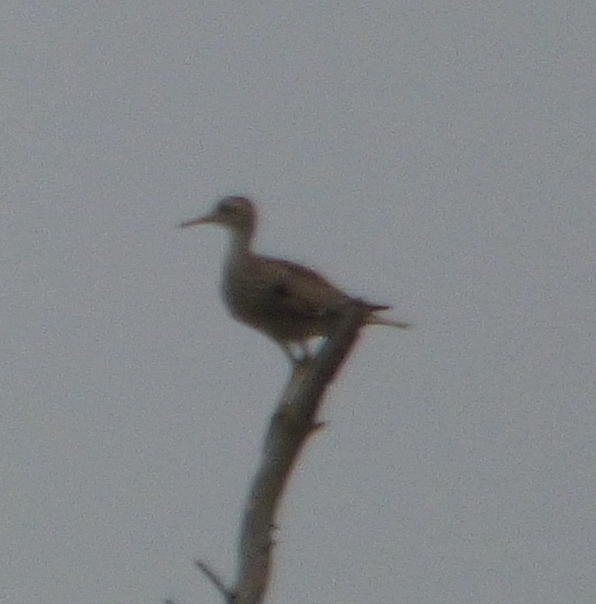 Upland Sandpiper - ML620736247