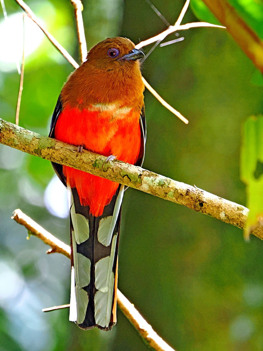 Red-headed Trogon - ML620736251