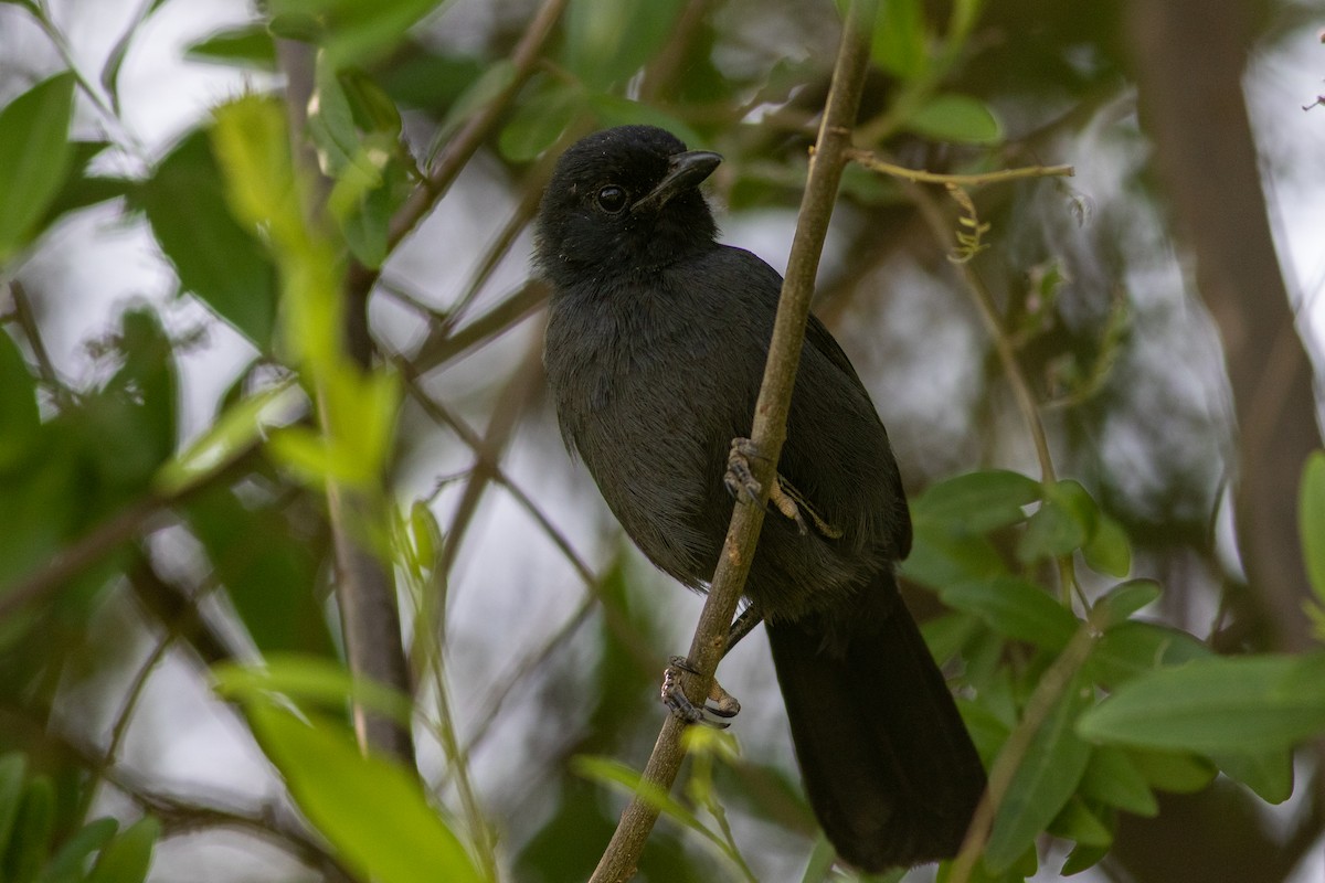 Bubú Fúnebre - ML620736252