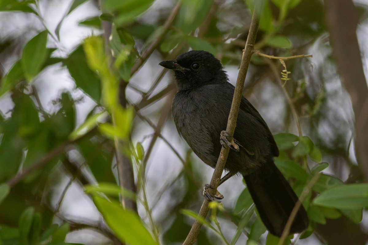 Bubú Fúnebre - ML620736253