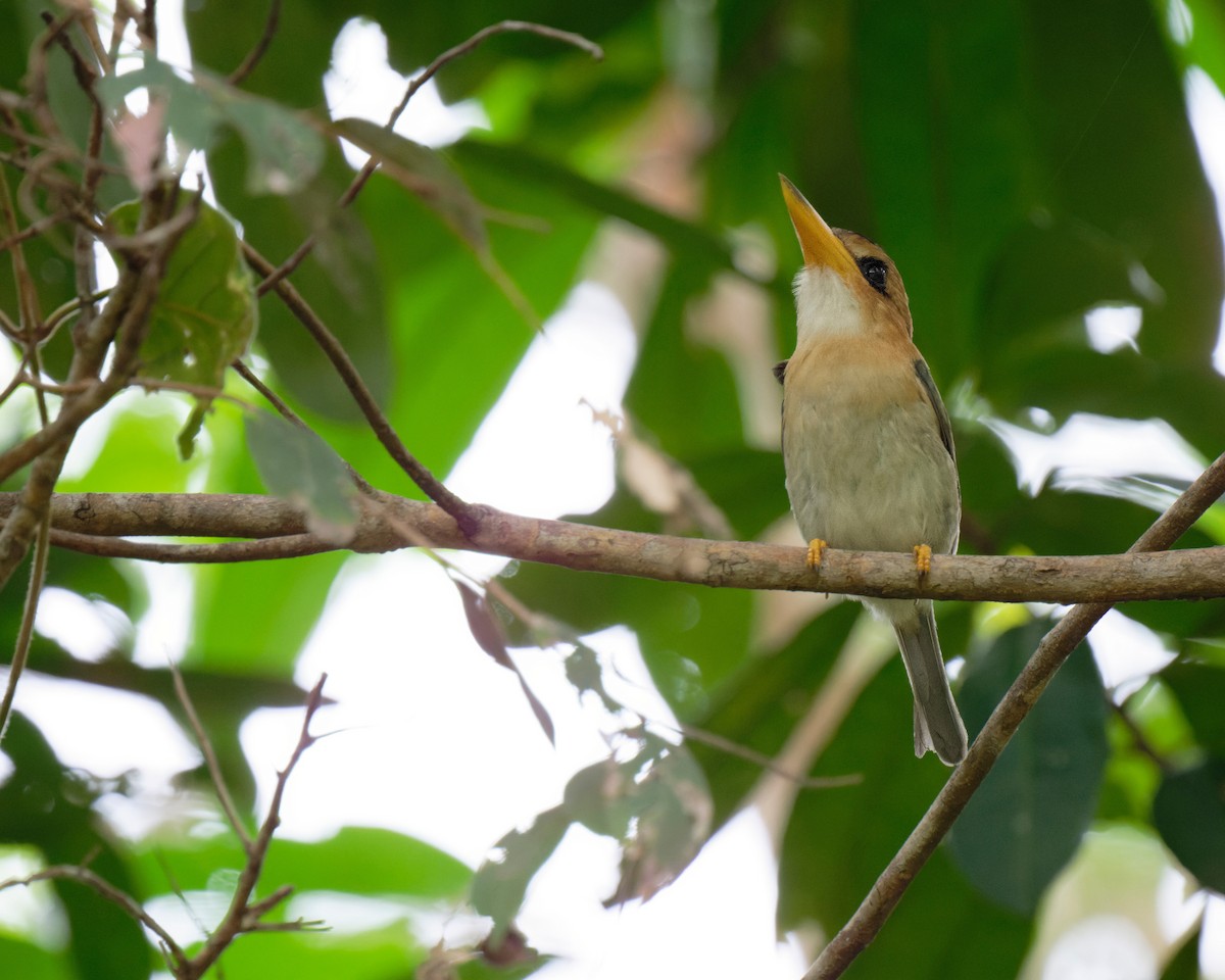 Yellow-billed Kingfisher - ML620736254